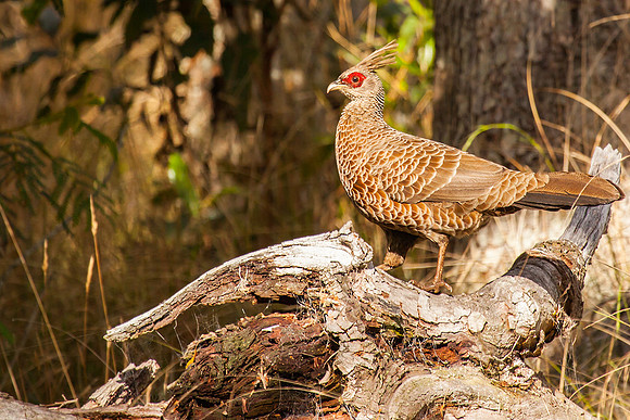 Kalij Pheasant (Hawaii Introduced)