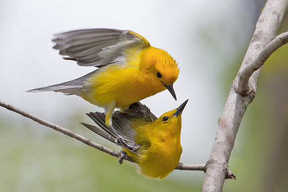 Prothonotary Warbler