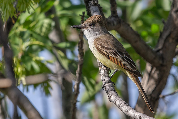 Brown-crested Flycatcher