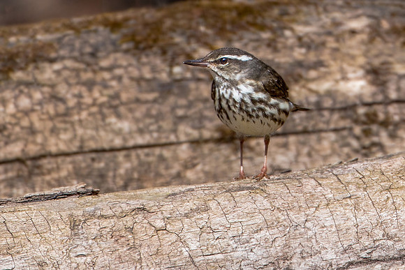 Louisiana Waterthrush