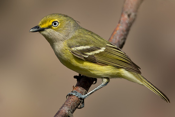 White-eyed Vireo