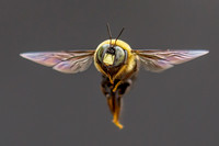Living Thing (2)