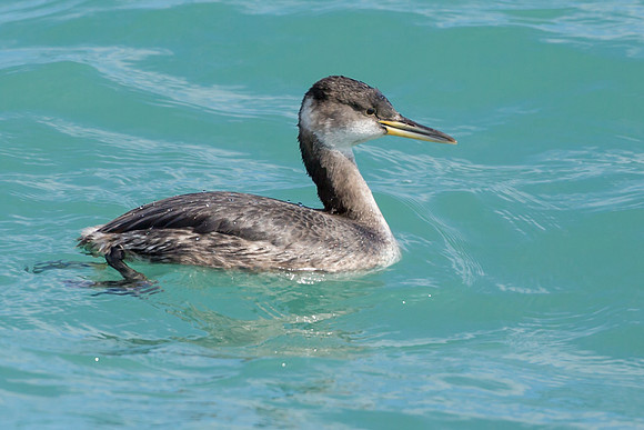 Red-necked Grebe