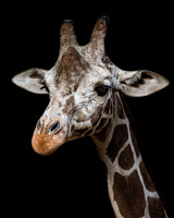 Zoo/Aquarium  (1)