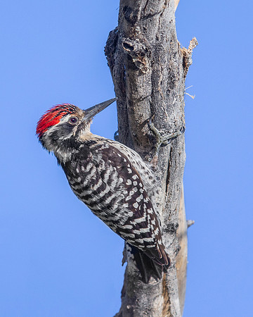 Ladder-backed Woodpecker