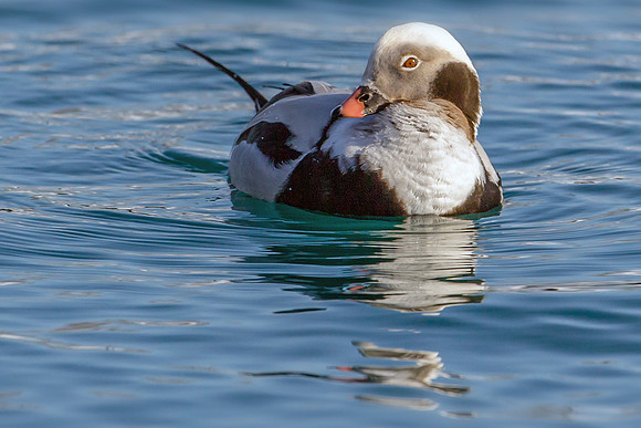 Long-tailed Duck